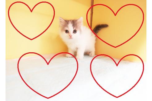 成約済の東京都のサイベリアン-14040