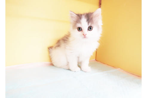 成約済の東京都のサイベリアン-14040の2枚目