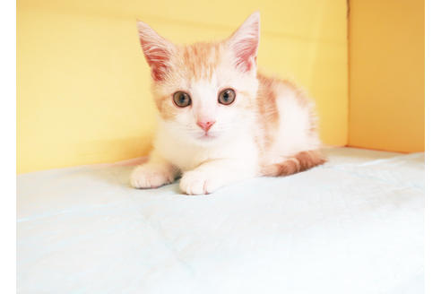 成約済の東京都のスコティッシュフォールド-14041の2枚目