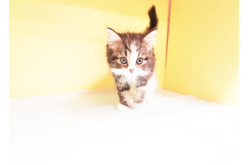 成約済の東京都のミヌエット-14042の2枚目