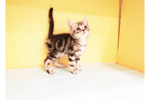 成約済の東京都のマンチカン-14044の2枚目