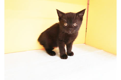 成約済の東京都のマンチカン-14045の2枚目