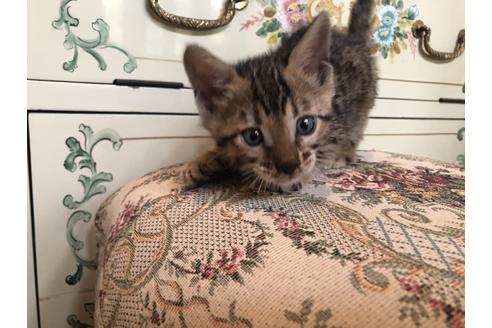 成約済の広島県のベンガル-13787