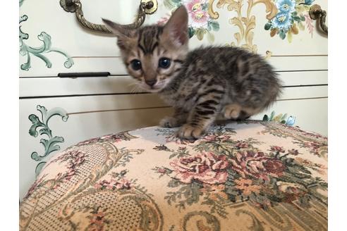 成約済の広島県のベンガル-13778の2枚目