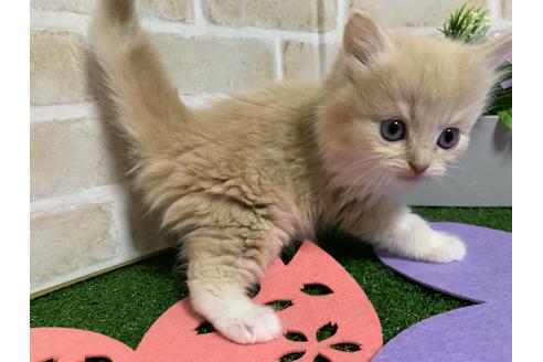 成約済の埼玉県のスコティッシュフォールド-13918