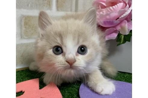 成約済の埼玉県のスコティッシュフォールド-13920の3枚目