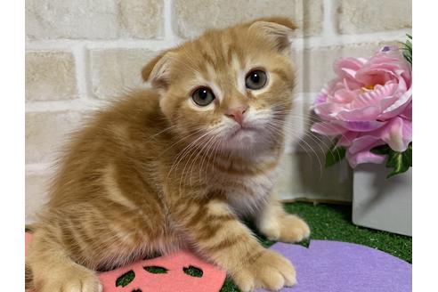 成約済の埼玉県のスコティッシュフォールド-13839の6枚目