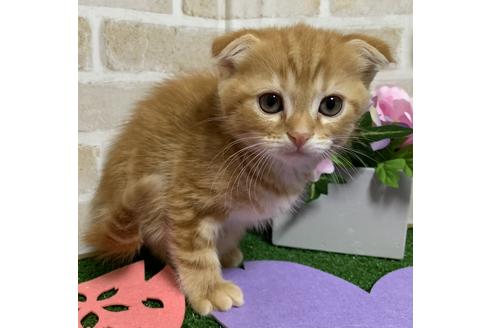 成約済の埼玉県のスコティッシュフォールド-13839の4枚目