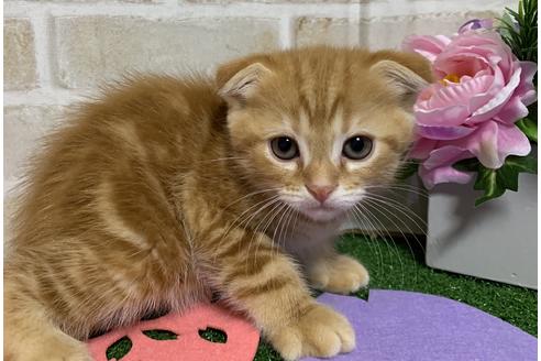 成約済の埼玉県のスコティッシュフォールド-13839の2枚目
