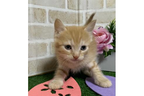 成約済の埼玉県のスコティッシュフォールド-14097の4枚目