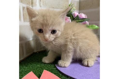 成約済の埼玉県のスコティッシュフォールド-14098の6枚目