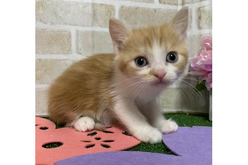 成約済の埼玉県のスコティッシュフォールド-14099の7枚目