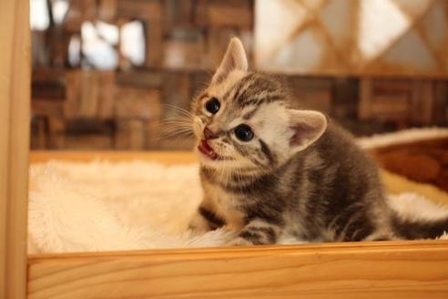 成約済の大阪府のアメリカンショートヘア-14102の8枚目