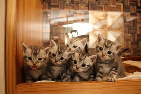 成約済の大阪府のアメリカンショートヘア-14102の7枚目