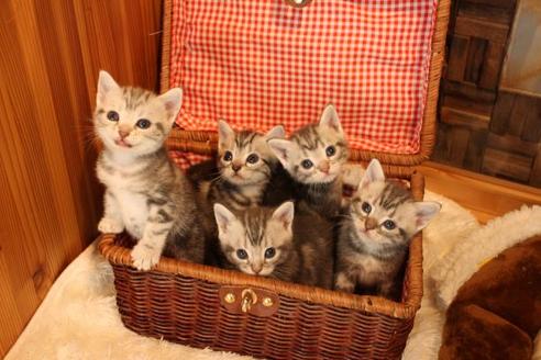 成約済の大阪府のアメリカンショートヘア-14102の6枚目