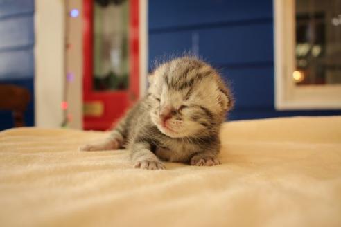 成約済の大阪府のアメリカンショートヘア-14102の5枚目