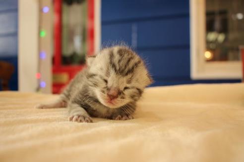 成約済の大阪府のアメリカンショートヘア-14102の4枚目