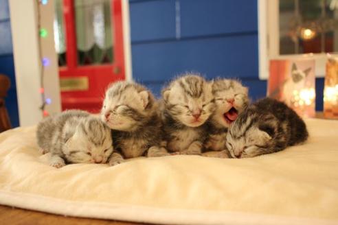 成約済の大阪府のアメリカンショートヘア-14102の3枚目