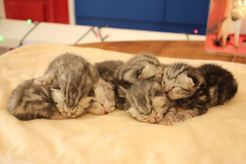 成約済の大阪府のアメリカンショートヘア-14102の2枚目