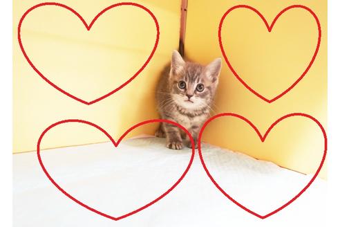 成約済の東京都のマンチカン-14119の1枚目