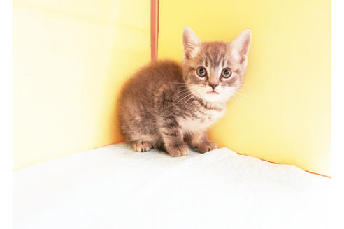 成約済の東京都のマンチカン-14119の2枚目