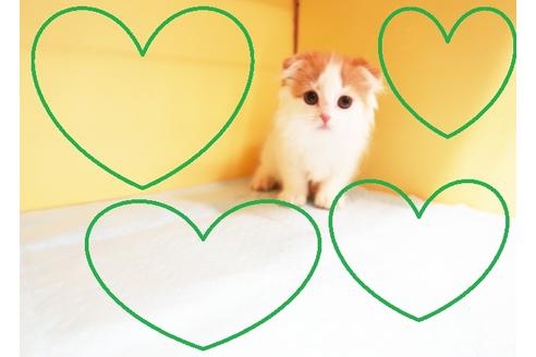 成約済の東京都のスコティッシュフォールド-14121の1枚目