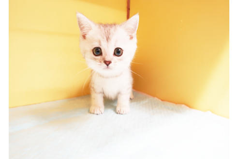 成約済の東京都のミヌエット-14122の2枚目