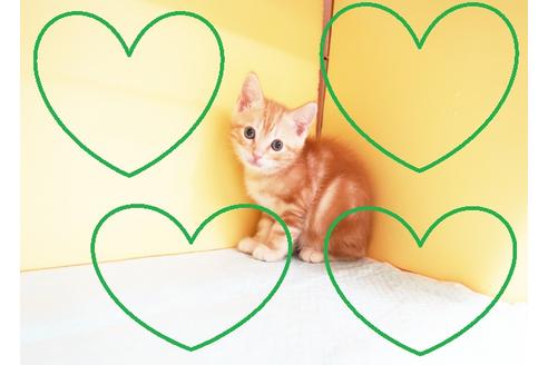 成約済の東京都のアメリカンショートヘア-14123の1枚目