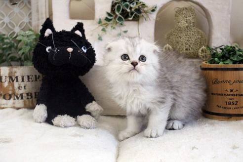 成約済の佐賀県のスコティッシュフォールド-14128の1枚目