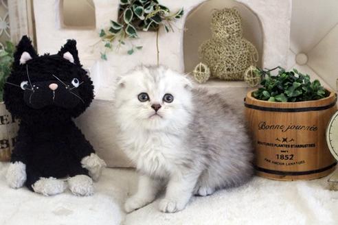 成約済の佐賀県のスコティッシュフォールド-14128の5枚目