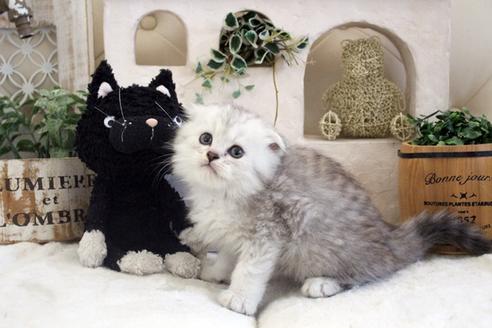 成約済の佐賀県のスコティッシュフォールド-14128の4枚目