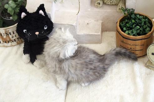 成約済の佐賀県のスコティッシュフォールド-14128の2枚目