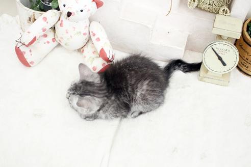成約済の佐賀県のスコティッシュフォールド-14149の3枚目