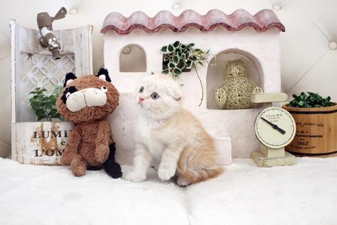 成約済の佐賀県のスコティッシュフォールド-14151の4枚目