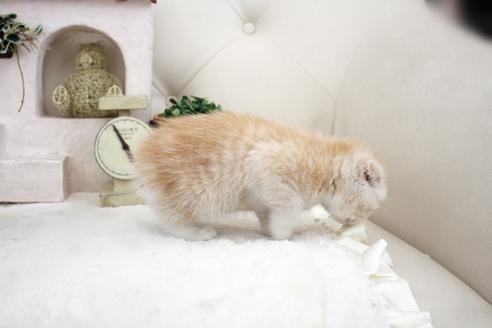 成約済の佐賀県のスコティッシュフォールド-14151の3枚目