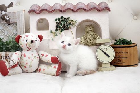 成約済の佐賀県のスコティッシュフォールド-14153の5枚目