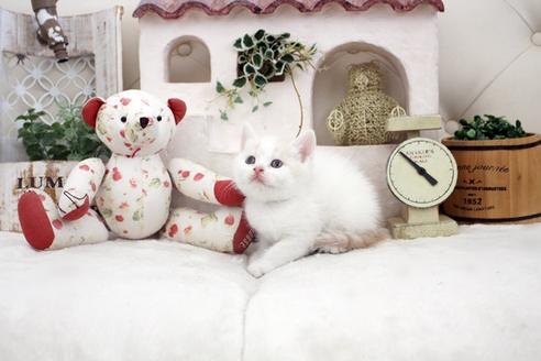 成約済の佐賀県のスコティッシュフォールド-14153の3枚目