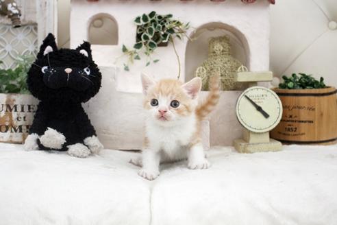 成約済の佐賀県のスコティッシュフォールド-14154の1枚目