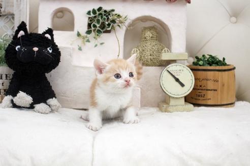 成約済の佐賀県のスコティッシュフォールド-14154の5枚目