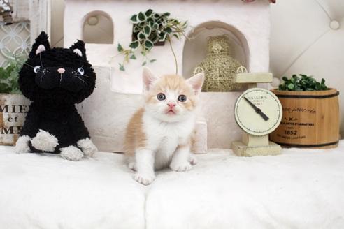 成約済の佐賀県のスコティッシュフォールド-14154の4枚目