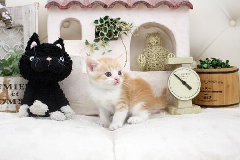 成約済の佐賀県のスコティッシュフォールド-14154の3枚目