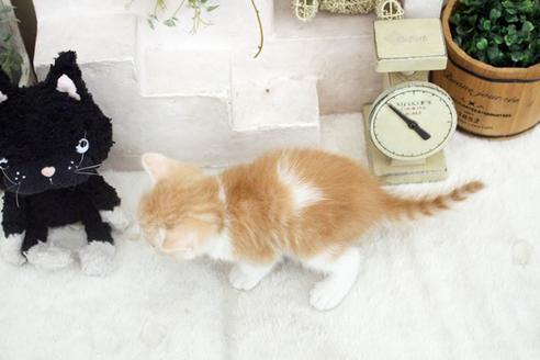 成約済の佐賀県のスコティッシュフォールド-14154の2枚目