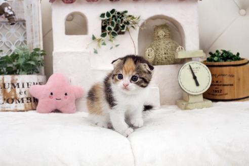 成約済の佐賀県のスコティッシュフォールド-14155の1枚目