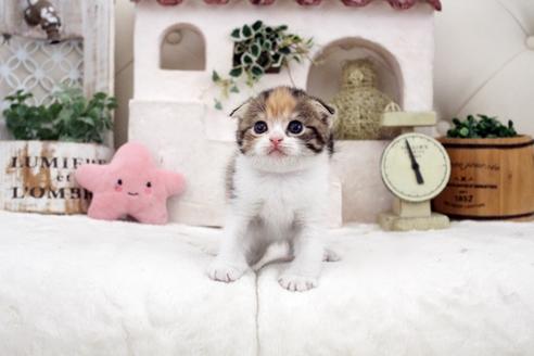 成約済の佐賀県のスコティッシュフォールド-14155の5枚目