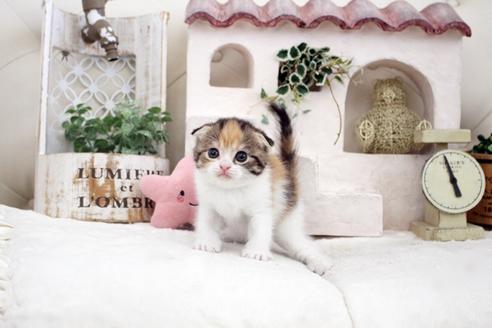 成約済の佐賀県のスコティッシュフォールド-14155の3枚目