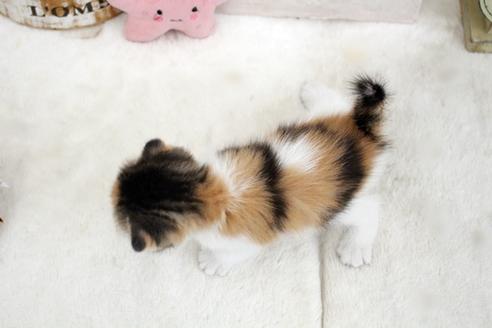 成約済の佐賀県のスコティッシュフォールド-14155の2枚目