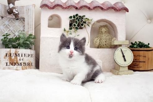 成約済の佐賀県のノルウェージャンフォレストキャット-14156の1枚目