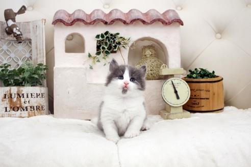 成約済の佐賀県のノルウェージャンフォレストキャット-14156の5枚目