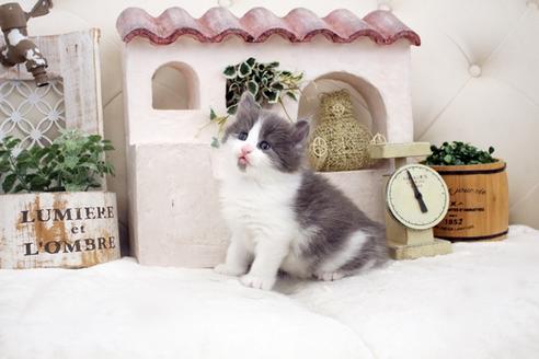 成約済の佐賀県のノルウェージャンフォレストキャット-14156の4枚目