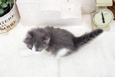 成約済の佐賀県のノルウェージャンフォレストキャット-14156の2枚目